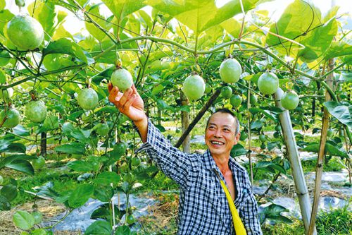 百香果種植 助農增收